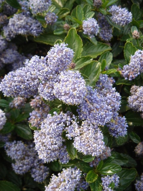 Ceanothus thyrsiflorus 'Repens' P1A (2)